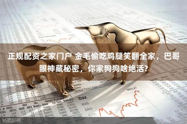 正规配资之家门户 金毛偷吃鸡腿笑翻全家，巴哥眼神藏秘密，你家狗狗啥绝活?